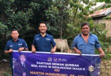 Photo of Martin Manurung Kembali Salurkan 15 Ekor Sapi Qurban di Dapil Sumatera Utara II Tahun Ini