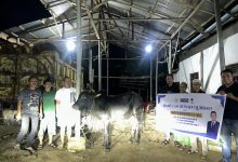 Photo of Martin Manurung Tebar 8 Sapi Kurban di Labuhanbatu Raya, Bantuan Menjangkau Pesantren hingga Masjid di 3 Kabupaten